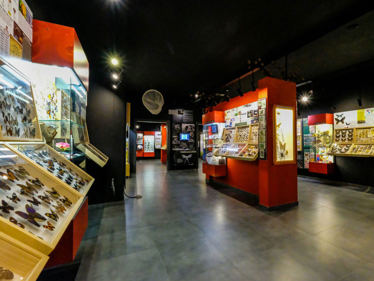 Butterfly Museum